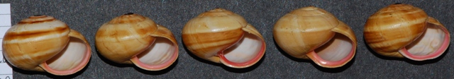 Theba pisana - Sardegna